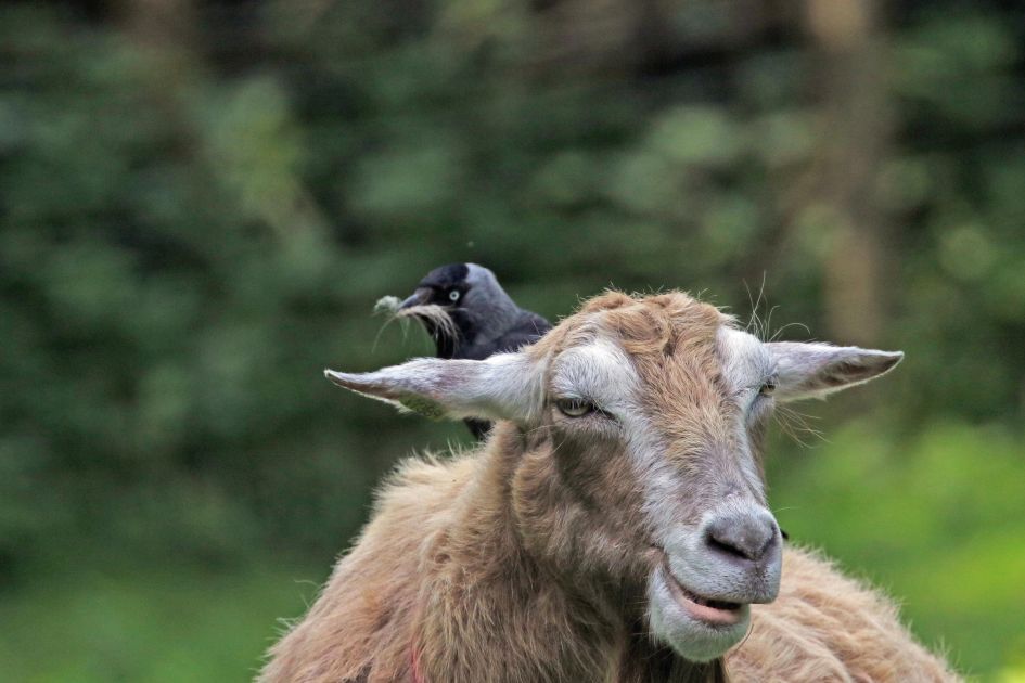 Pluk de geit - Zoogdieren - 